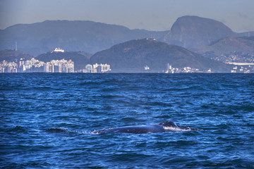 Fototapeta premium Humpback whale