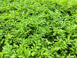 fresh green plant in nature garden
