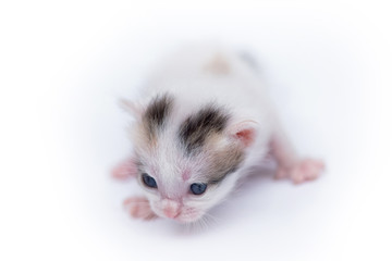 Cute little kitten isolated on white.