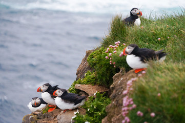Atlantic Puffin in Latrabjarg cliffs, Iceland.