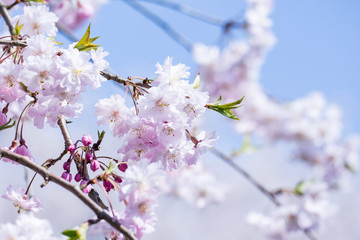 枝垂れ桜の花