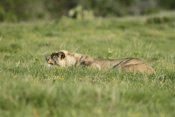 Lioness in hunting mode, South Africa