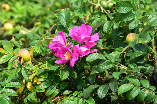 519 最適な ハマナス 画像 ストック写真 ベクター Adobe Stock
