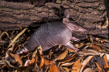 Armadillo