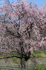 河川敷の桜