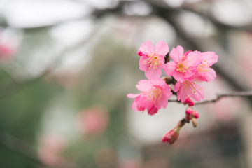 beautiful blooming pink sakura flowers (Yaezakura) are in front of soft natural background under blue sky, Taiwan.