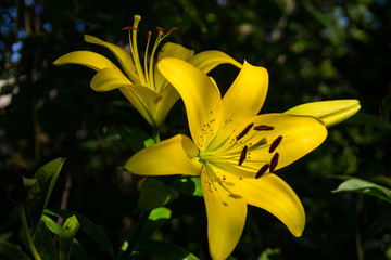 Yellow oriental lily in the garden