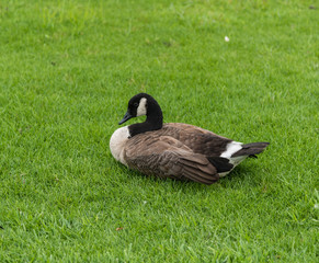 Canada goose on Liberty Island in New York City, next to the Statue of Liberty