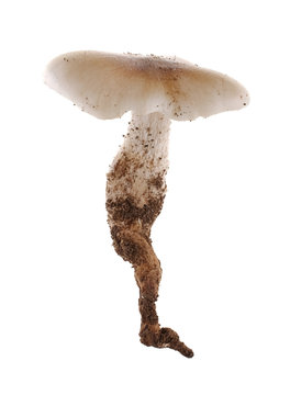  termite mushroom  isolated on white background.