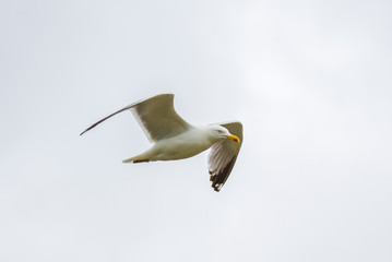     Gull flying with spread wings, profile 