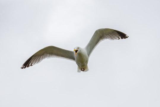     Gull flying with spread wings, shouting 