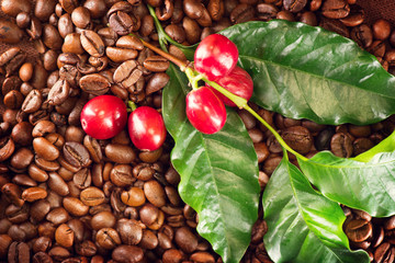 Coffee. Real coffee plant on roasted coffee background. Border art design