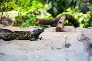 iguana in your own environment