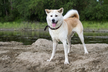 Funny beautiful wet dog Japanese Akita Inu on an island of sand among the river in summer on a natural green background.