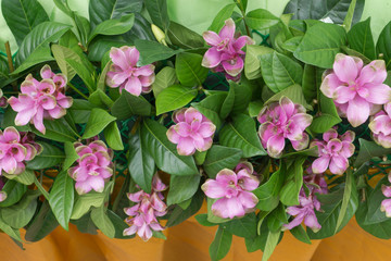 close up of wedding bouquet flower.