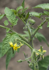 Obraz na płótnie Canvas yellow tomato flower branch leave bio organic healthy outdoor germany macro closeup