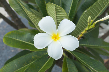 White of frangipani flower on the tree.