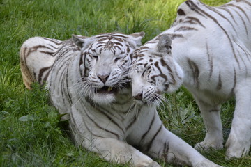 Tigres blancs attendrissants
