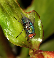 Greenbottle fly on plant.