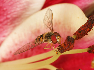 Hoverfly on Lilly pland stamen.