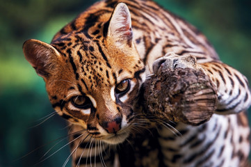 Ocelot