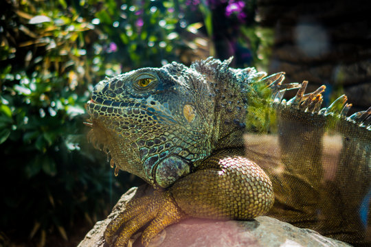 Leguan