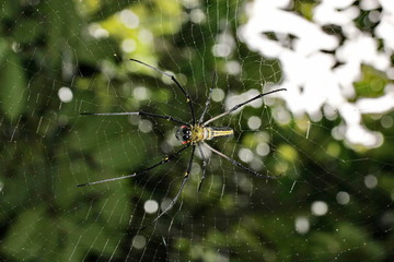 spider and bokeh