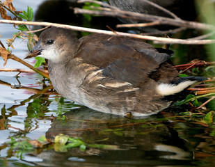 Young moorhen on pond bank in sunlight.