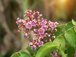 Fototapeta premium Star fruit flower.