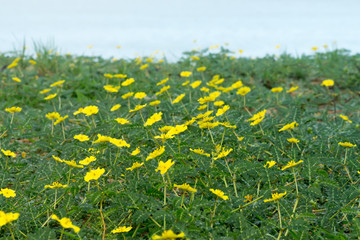 Yellow flowers of Tribulus terrestris plant.