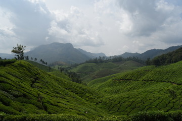 Munnar tea estate view, Kerala