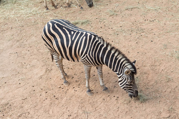 Fototapeta na wymiar zebra at the green park in open zoo of thailand