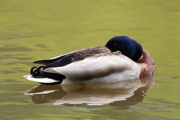 Canard colvert