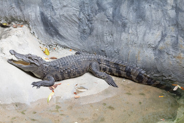 Obraz premium Siamese Freshwater Crocodile is sleeping near the pond in the zoo of thailand