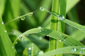 Fresh grass with dew drops in the morning.