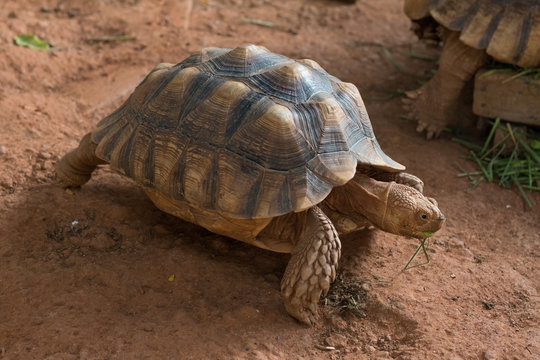 Sulcata tortoise, African spurred tortoise (Geochelone sulcata) is one of the largest species of tortoise in the world.