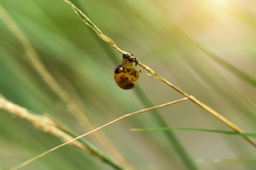 Transverse spotted Ladybug on flower grass.