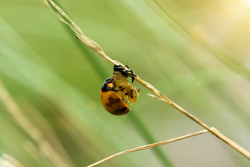 Transverse spotted Ladybug on flower grass.