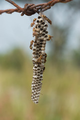 Common Paper Wasp.