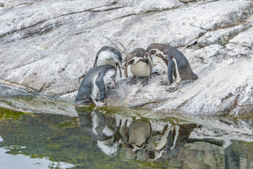 Penguin meeting with the mirror