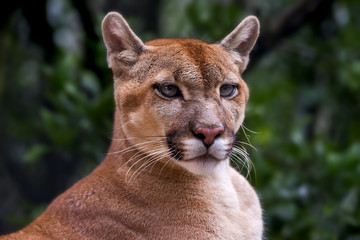 Cougar