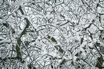 Tangle of branches showered of fresh snow.