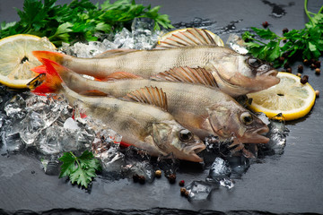 Fresh fish on ice with aromatic herbs, spices, salt. Raw perches on dark slate tray