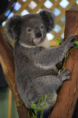 Close up Koala - 166777145
