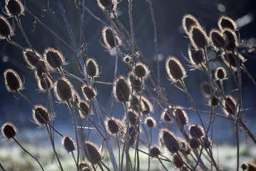 Thistles Blowing the wind - 166777159
