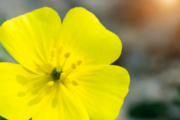 Yellow flowers of Tribulus terrestris plant.