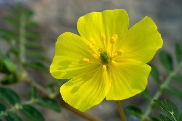 Yellow flowers of Tribulus terrestris plant.