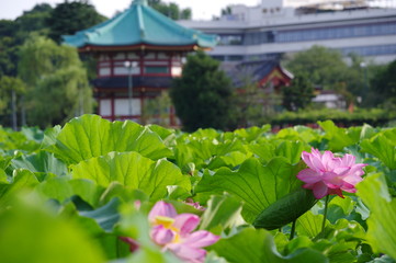 Fototapeta na wymiar 上野公園の弁天堂とハスの花
