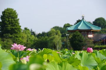 Fototapeta na wymiar 上野公園の弁天堂とハスの花
