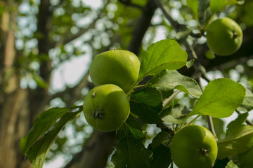 Apple on apple trees in the garden